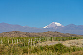 Weinberge bei Tupungato im Valle de Uco mit dem Vulkan Tupungato in den Anden im Hintergrund. Argentinien.