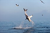 Great White Shark, carcharodon carcharias, Adult Breaching, False Bay in South Africa