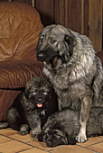 Yugoslavian Shepherd Dog or Sarplaninac, Mother and Puppies