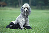 Grey Standard Poodle Dog, Mother with Puppies suckling