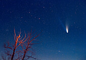 Comet Hale-Bopp with Owl