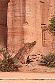 Der Kondor, ein erodierter roter Sandstein im Talampaya-Nationalpark, Provinz La Rioja, Argentinien.