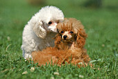 WHITE AND ABRICOT TOY POODLES
