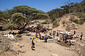 Ethiopian nomad and their animals