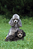Grey Standard Poodle, Female with Pup standing on Grass