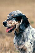 Englischer Setter Hund, Portrait eines Erwachsenen