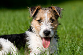 Wire-Haired Fox Terrier, Pup laying on Grass, with Tongue out