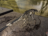 Skelett von Eoraptor lunensis, einem Dinosaurier aus der Triaszeit im Museum des Ischigualasto Provincial Park in Argentinien.