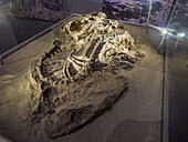Tatsächliches Skelett eines Kynodonten oder Vorsäugers aus der Triaszeit im Museum des Ischigualasto Provincial Park in Argentinien.
