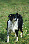 Border Collie Hund, stehend auf Gras
