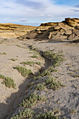 Shadscale Saltbrush, Atriplex confertifolia, in the Caineville Desert near Hanksville, Utah.