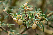 Seed capsules of Atamisqui, Capparis atamisquea, a shrub in Talampaya National Park in La Rioja Province in Argentina.