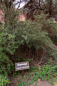 Atamisqui, Capparis atamisquea, ein Strauch im Botanischen Garten im Talampaya-Nationalpark in der Provinz La Rioja in Argentinien.