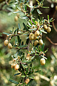 Seed capsules of Atamisqui, Capparis atamisquea, a shrub in Talampaya National Park in La Rioja Province in Argentina.