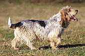 BASSET GRIFFON VENDEEN DOG, ADULT STANDING ON GRASS