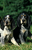 LITTLE BLUE GASCONY HOUND, ADULTS SITTING ON GRASS