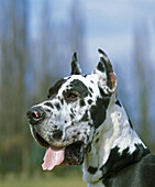 Deutsche Dogge oder Deutscher Doggenhund (alte Standardrasse mit abgeschnittenen Ohren)