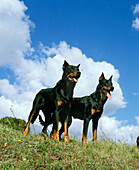Beauceron Dog oder Beauce Sheepdog (Alter Standard mit abgeschnittenen Ohren)