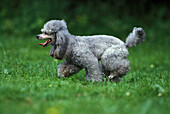 Grey Standard Poodle, Adult standing on Grass