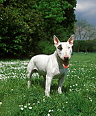 Englischer Bullterrier, Hund auf Gras stehend