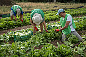 Freiwillige der Nichtregierungsorganisation Espigoladors bei der Nachlese auf dem Feld, um Nahrungsmittel für bedürftige Familien zu beschaffen, in den Feldern von Sant Boi de Llobregat, Spanien