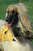 Porträt eines Afghanischen Windhundes mit Maulkorb