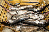 Schwertfisch.Xiphias gladius. Abteilung für Fisch und Meeresfrüchte in der Mercabarna. Barcelonas zentrale Märkte. Barcelona. Spanien
