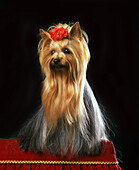 Yorkshire Terrier, Dog for Beauty Contest