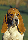 Artois Hound, Porträt eines Hundes