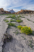 Palmer's Bee Plant & Low Scorpionweed blooming in the Caineville Desert near Hanksville, Utah. Behind is Factory Butte.