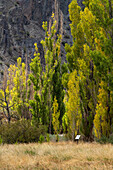 Pappelbäume auf der alten Estancia El Leoncito im El Leoncito National Park in Argentinien.