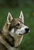 Sibirischer Laika-Hund, eine Rasse aus Russland, Portrait eines Erwachsenen