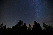 Die Sterne des Grossen Wagens links und das W der Kassiopeia rechts über einer Silhouette von Bäumen im Cypress Hills Interprovincial Park, Saskatchewan. Polaris und der Kleine Wagen befinden sich in der Mitte. Dies dient zur Veranschaulichung der Position dieser nördlichen Sterne im Spätsommer und Herbst. Die Andromeda-Galaxie befindet sich oben rechts, mit einem kurzen Meteorstreifen darunter.