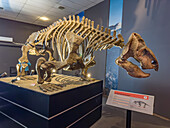 Skeleton of an Ischigualastia jenseni, a dinosaur from the Triassic Period in the museum of Ischigualasto Provincial Park in Argentina.