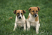 Smooth Fow Terrier Hund, Welpe sitzt auf Gras