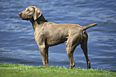 Weimar Pointer Dog, Male standing near Water