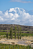 Grape vineyards with Cerro El Plata in the Andes Mountains behind. Near Tupungato, Mendoza Province, Argentina.