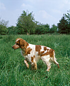 Brittany Spaniel, Hund beim Vorstehen