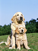 Golden Retriever Hund, Mutter und Welpe sitzen auf dem Rasen