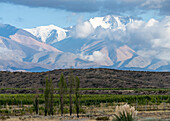 Weinberge mit dem Cerro El Plata in den Anden im Hintergrund. In der Nähe von Tupungato, Provinz Mendoza, Argentinien.