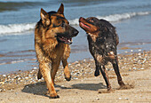 Deutscher Schäferhund, Männchen spielt mit Bretagne Spaniel, Strand in der Normandie