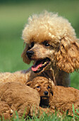 Apricot Standard Poodle, Mother and Puppies
