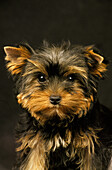 Yorkshire Terrier, Portrait of Pup