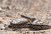 Eine Mousehole Snake, Philodryas trilineata, sonnt sich im El Leoncito National Park in Argentinien.