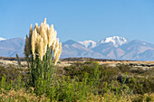 Pampasgras mit dem Cerro El Plata in den Anden im Hintergrund. In der Nähe von Tupungato, Provinz Mendoza, Argentinien.