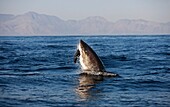 Weißer Hai, carcharodon carcharias, Erwachsener beim Brüten mit einer getöteten, südafrikanischen Pelzrobbe, arctocephalus pusillus, False Bay in Südafrika , False Bay in Südafrika