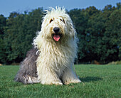Bobtail-Hund oder Old English Sheepdog stehend auf einer Wiese
