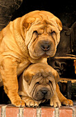 Shar Pei Dog, Mother and Pup