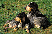 Little Blue Gascony Hound Dog, Adults laying on Grass