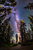 Die sommerliche Milchstraße mit den Sternen des Sommerdreiecks durch Kiefern hindurch, aufgenommen vom Howse Pass Viewpoint am Saskatchewan River Crossing, Banff National Park, Alberta. Jupiter ist das helle Objekt am unteren Rand.